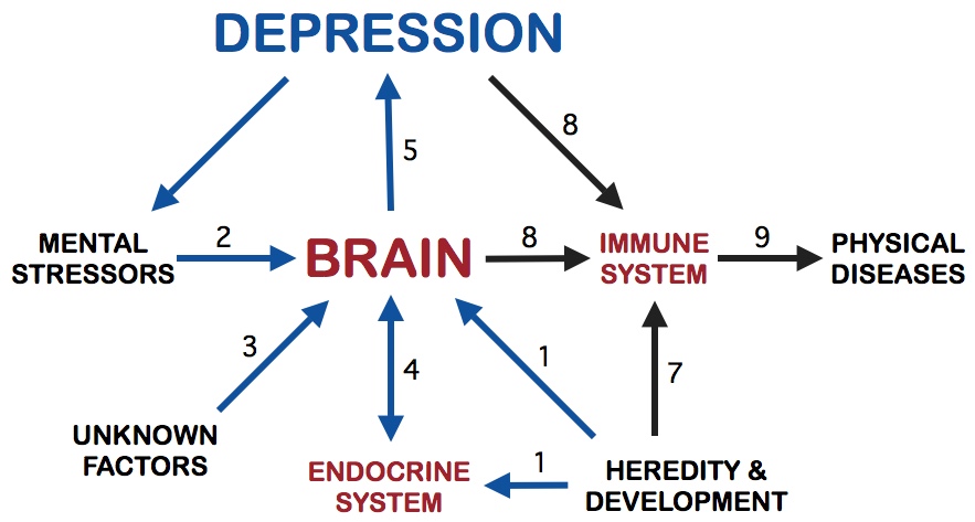Diagram Of Depression
